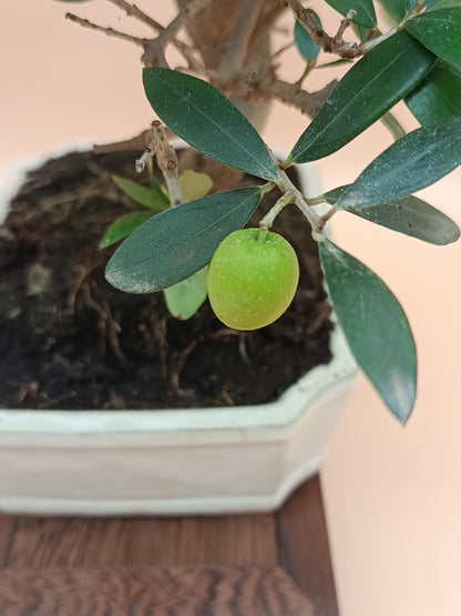 Olea europaea – 10 éves olajfa bonsai