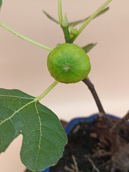Ficus carica – 7 éves füge bonsai
