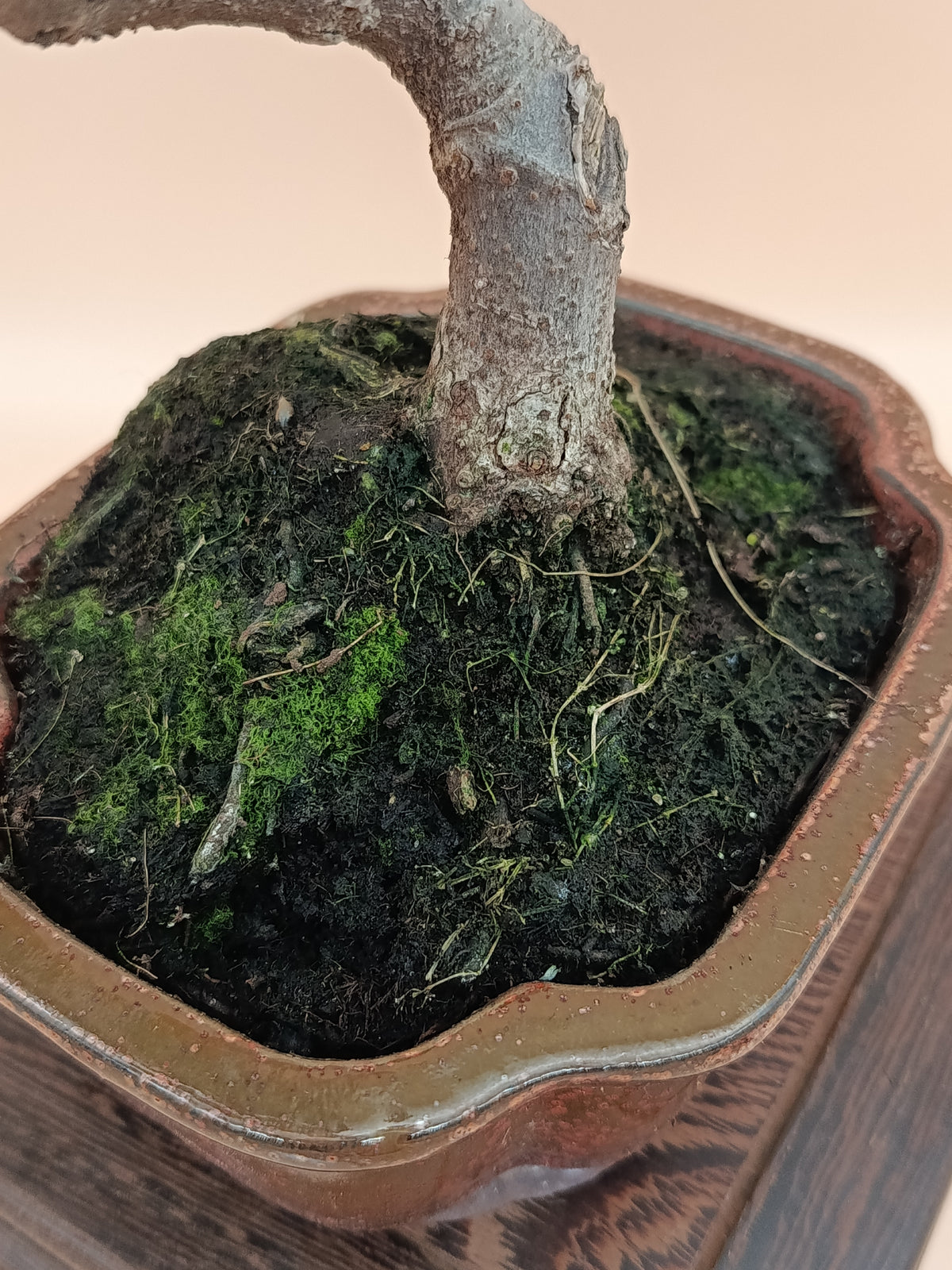 Ficus carica – 7 éves füge bonsai