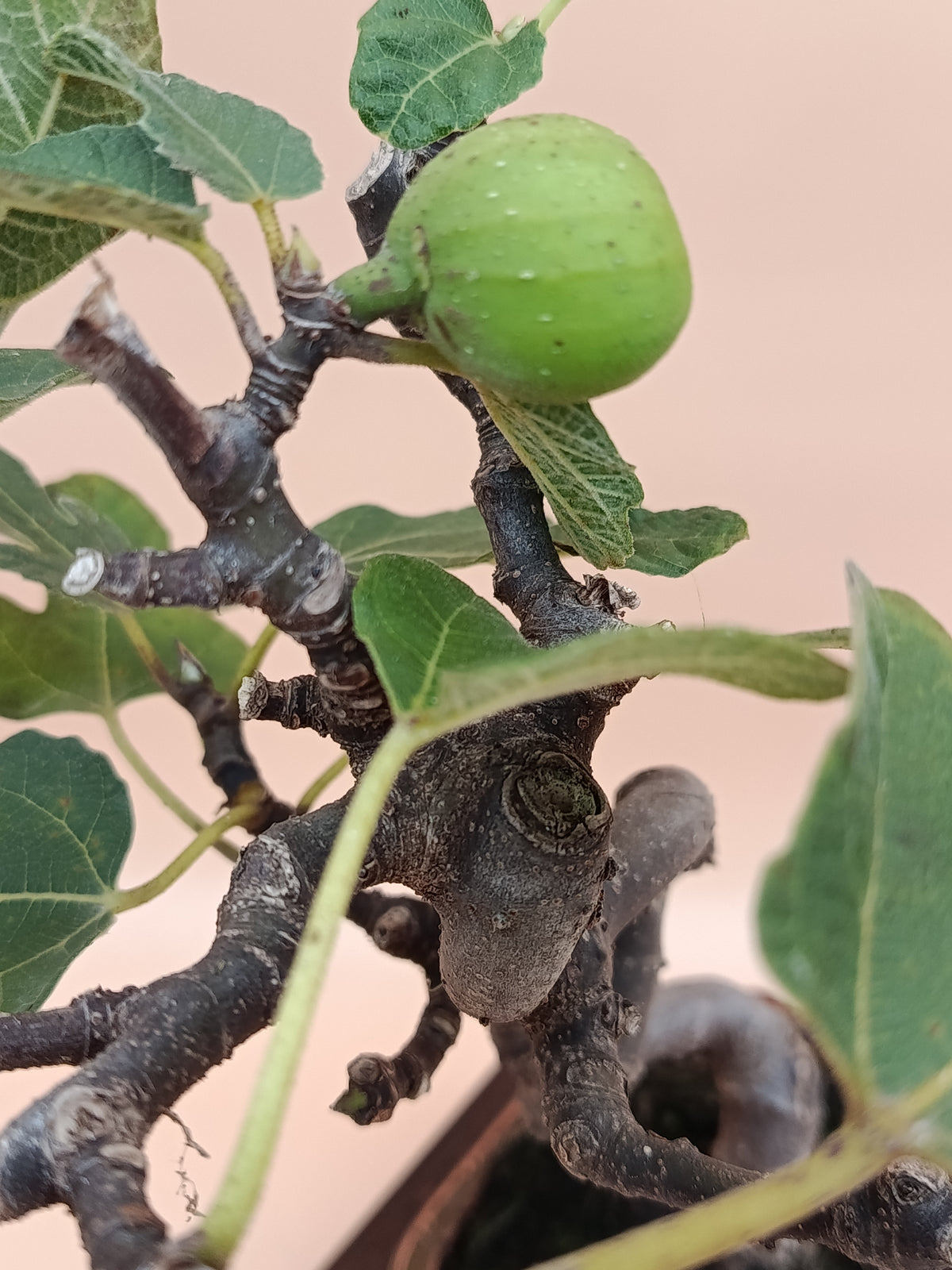 Ficus carica – 7 éves füge bonsai