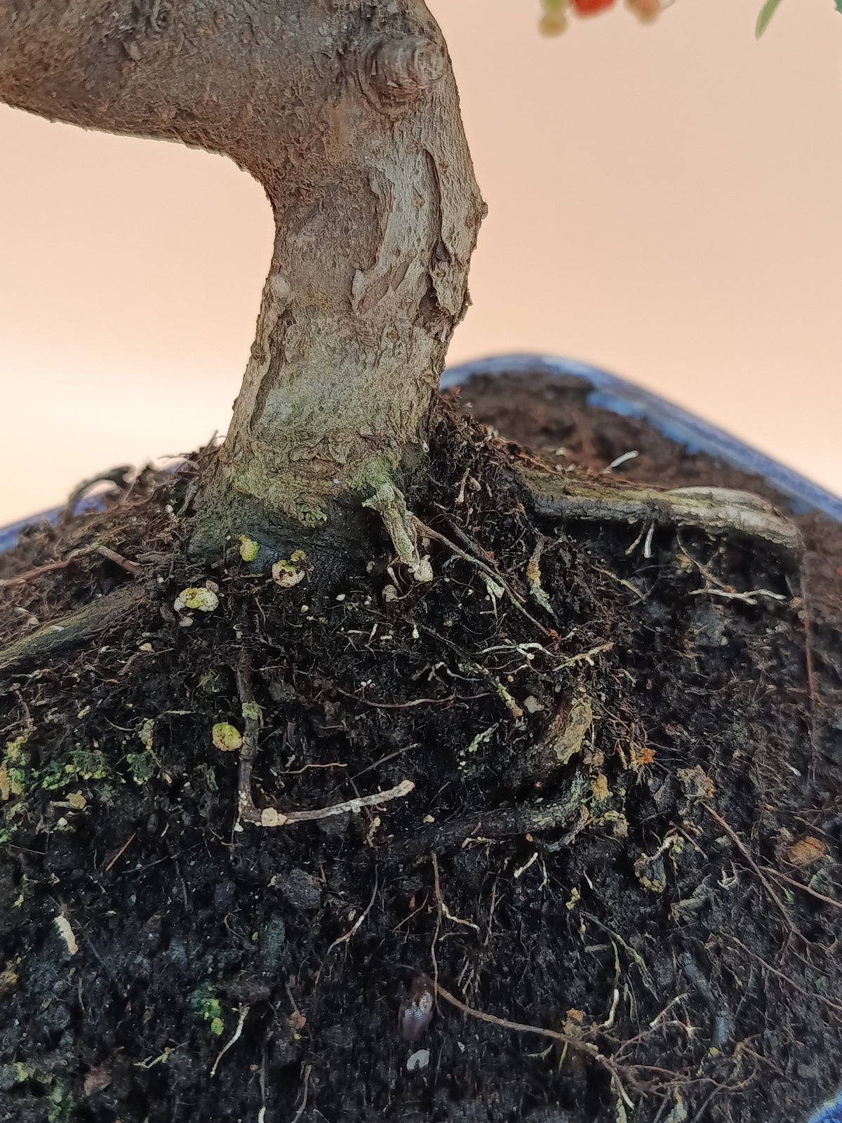 Pyracantha coccinea – 10 éves tűztövis bonsai