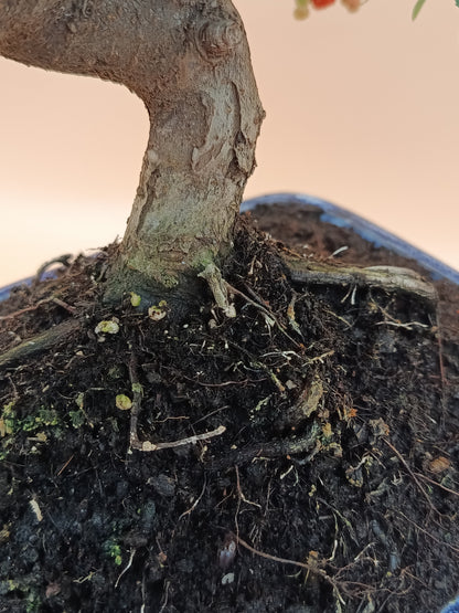 Pyracantha coccinea – 10 éves tűztövis bonsai