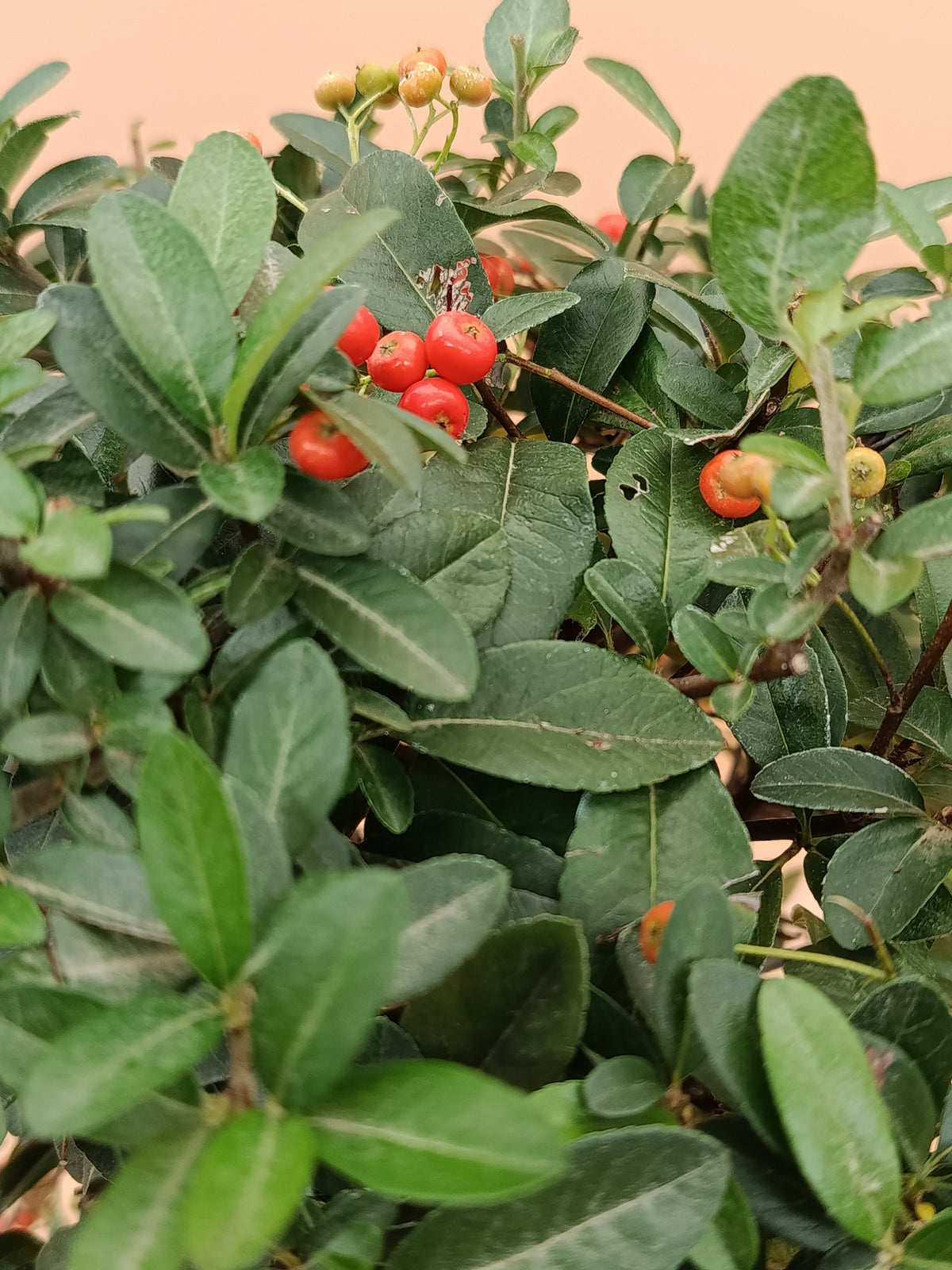 Pyracantha coccinea – 10 éves tűztövis bonsai