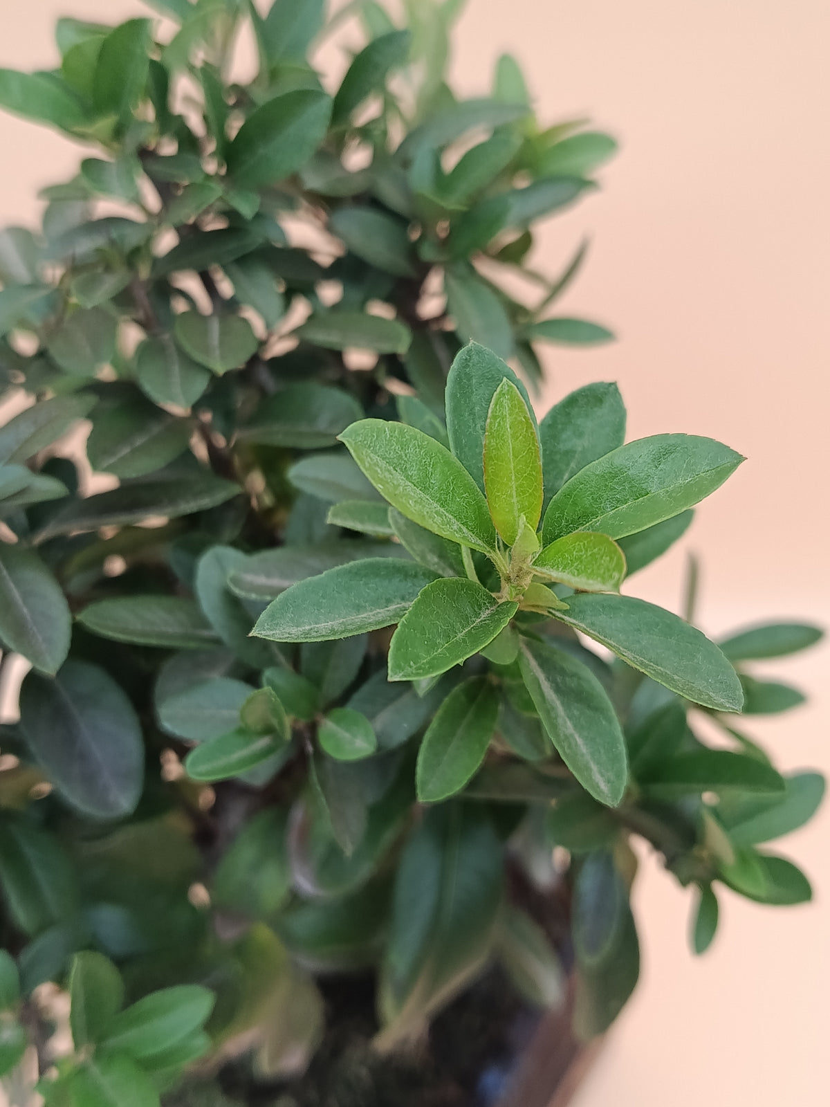 Pyracantha coccinea – 7 éves tűztövis bonsai