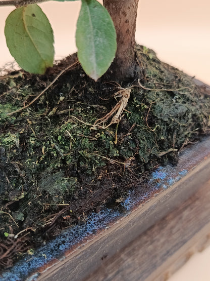 Pyracantha coccinea – 7 éves tűztövis bonsai