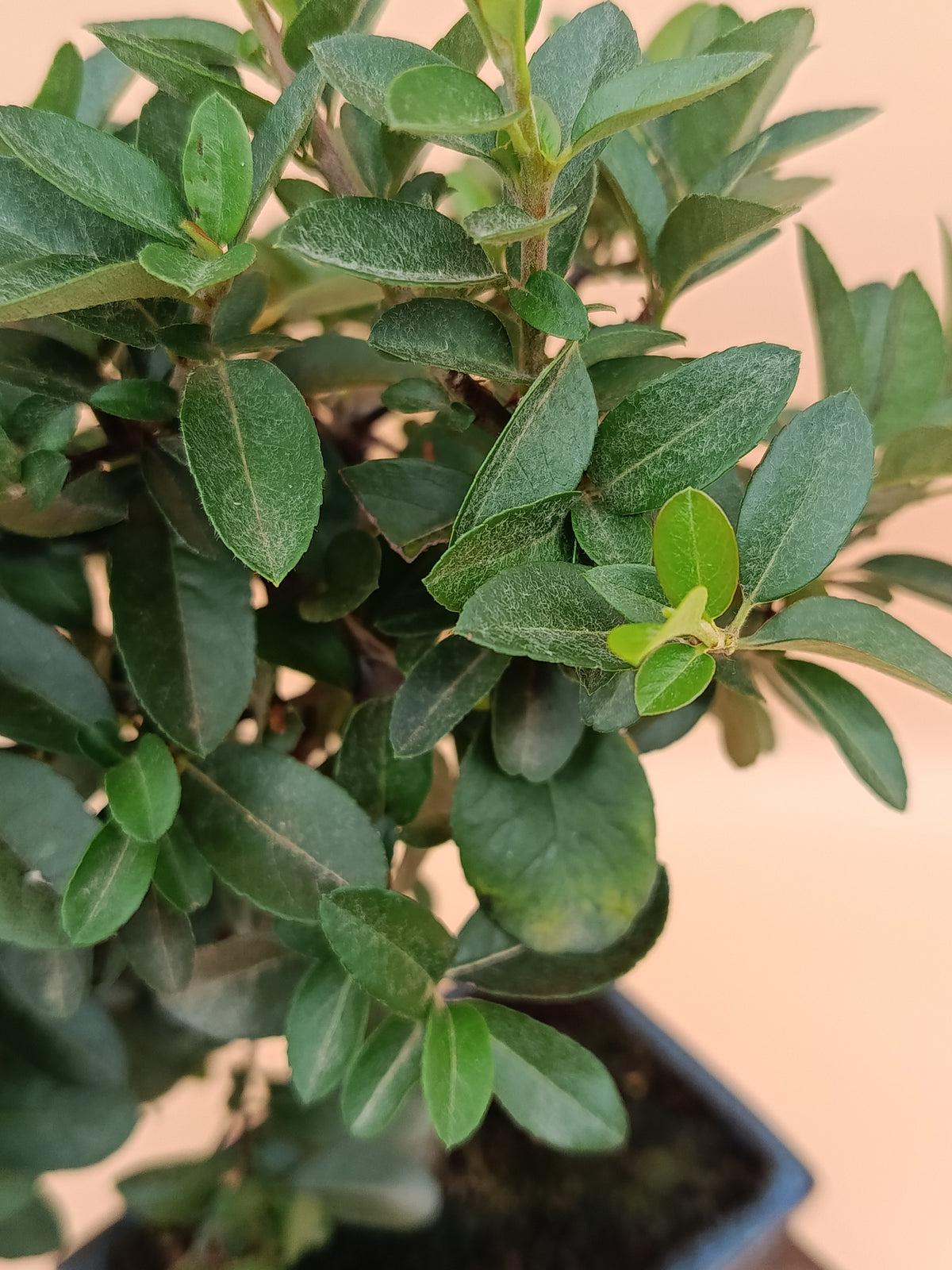 Pyracantha coccinea – 7 éves tűztövis bonsai