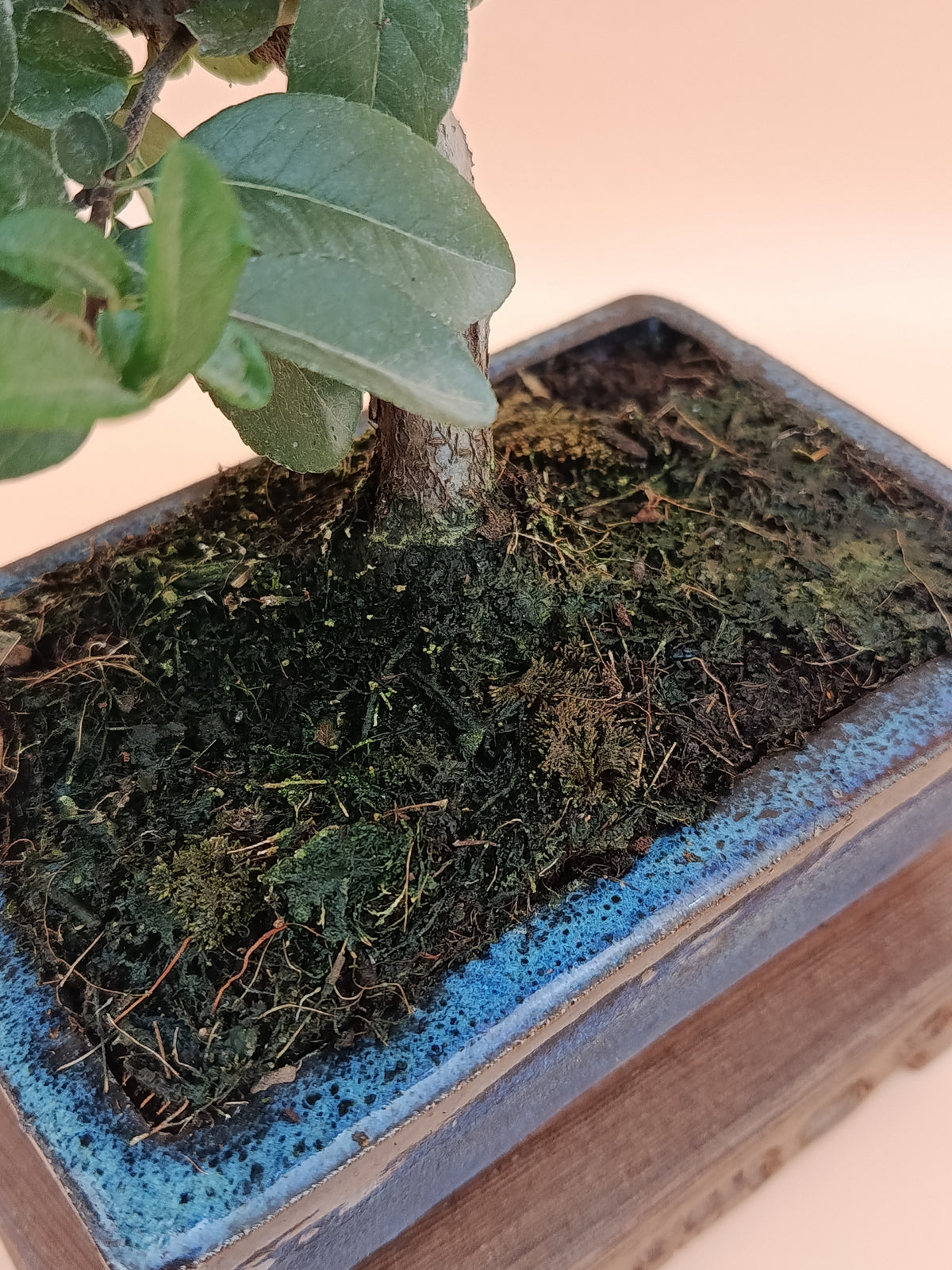 Pyracantha coccinea – 7 éves tűztövis bonsai