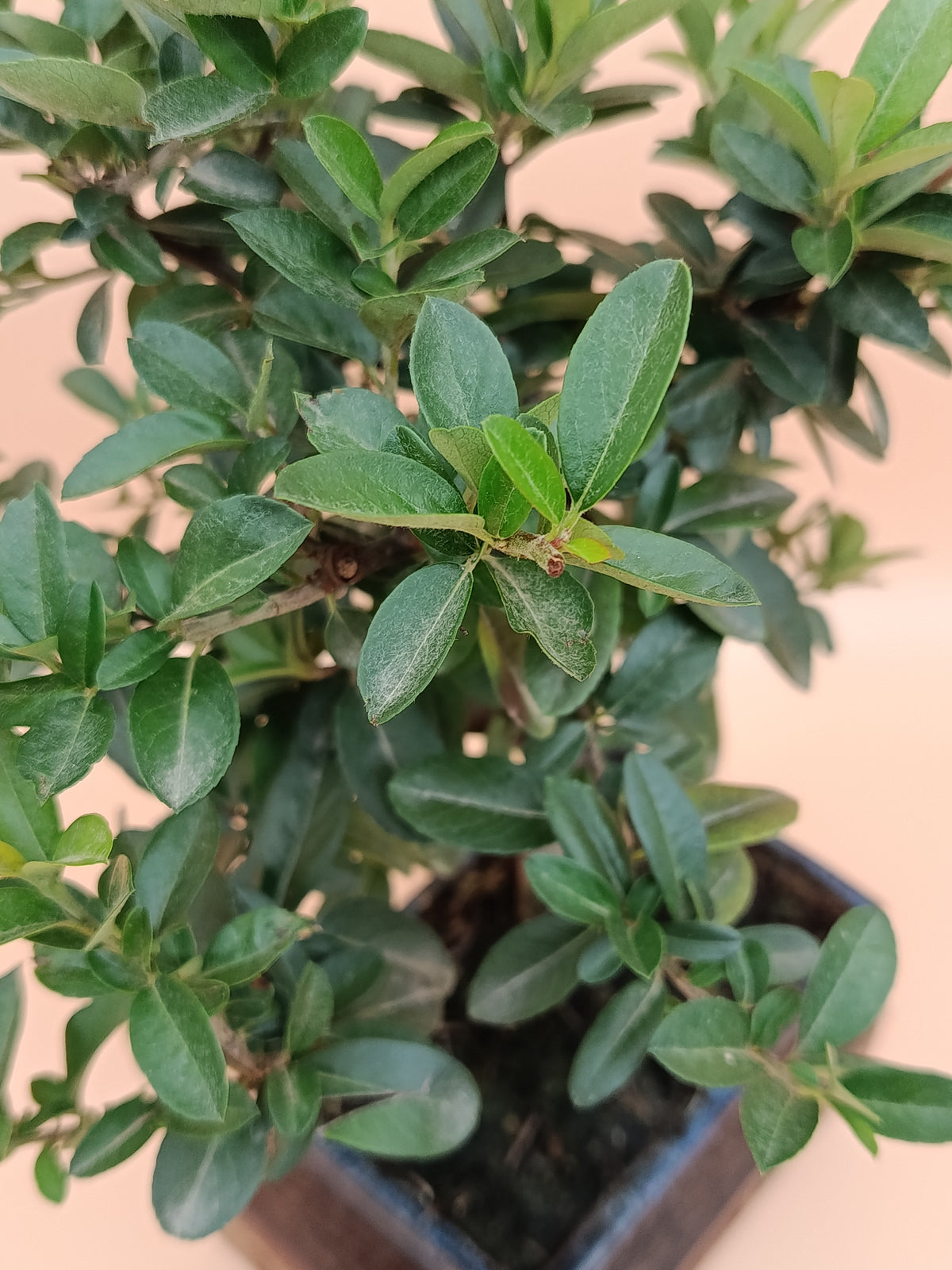 Pyracantha coccinea – 7 éves tűztövis bonsai