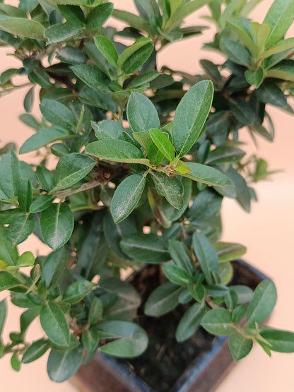 Pyracantha coccinea – 7 éves tűztövis bonsai