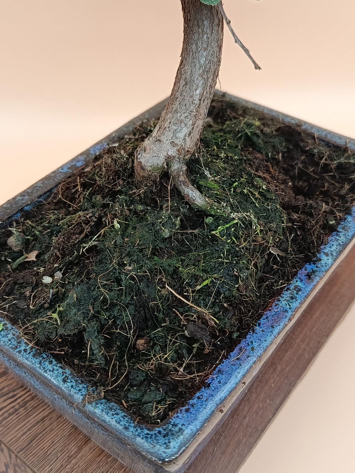 Pyracantha coccinea – 8 éves tűztövis bonsai