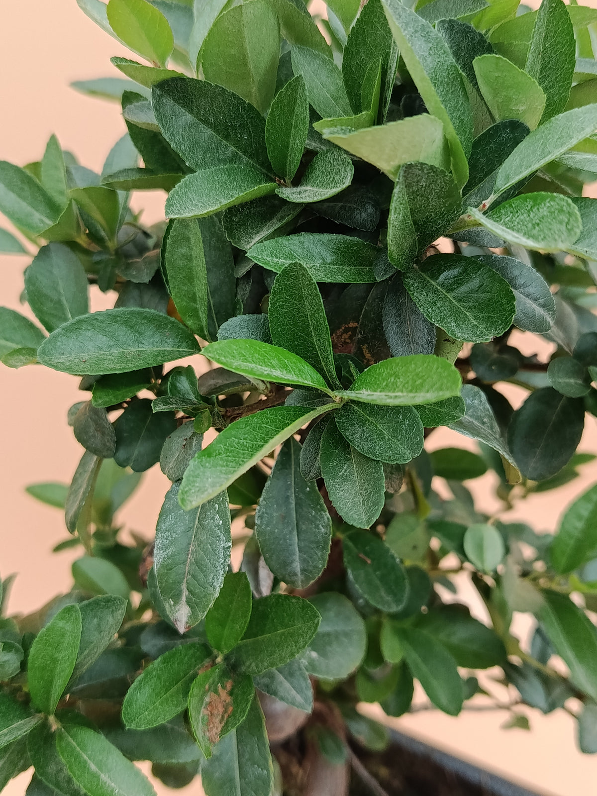 Pyracantha coccinea – 8 éves tűztövis bonsai