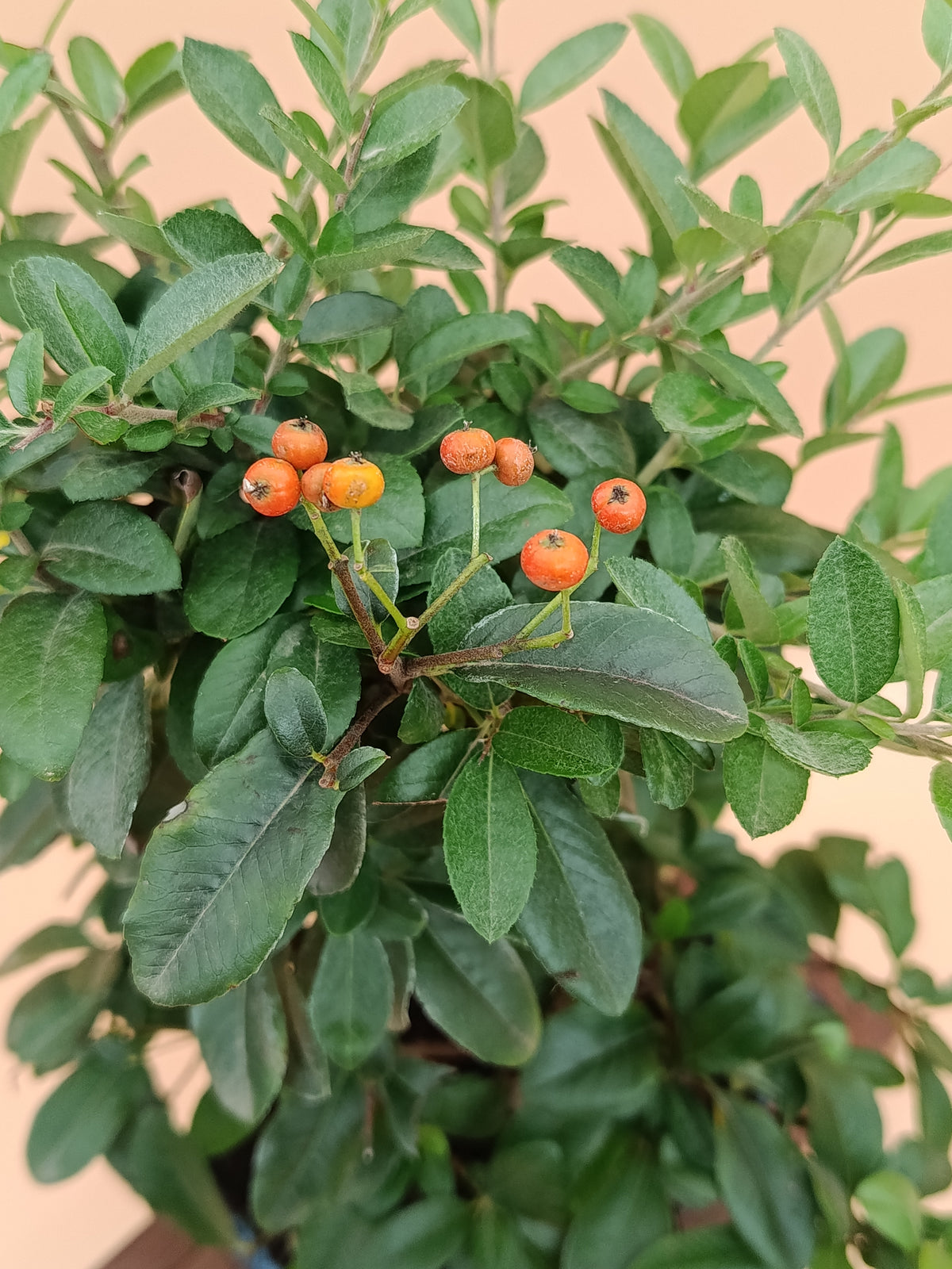 Pyracantha coccinea – 8 éves tűztövis bonsai