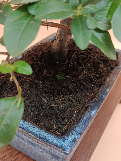 Pyracantha coccinea – 8 éves tűztövis bonsai