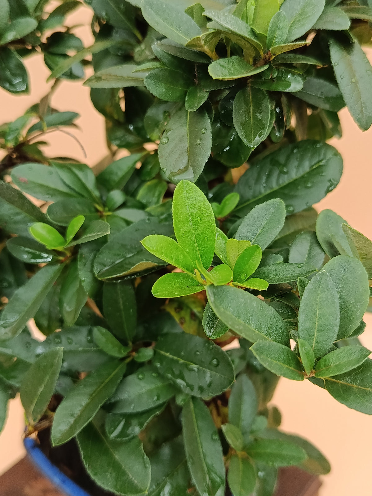 Pyracantha coccinea – 7 éves tűztövis bonsai