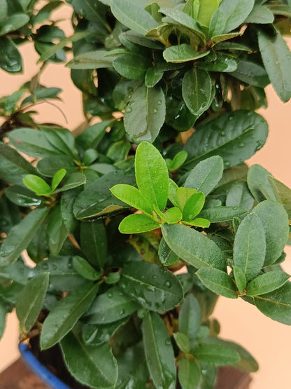 Pyracantha coccinea – 7 éves tűztövis bonsai