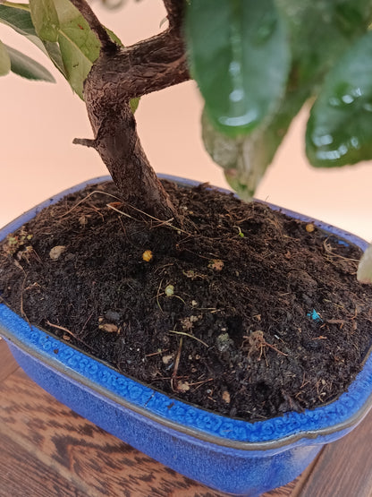Pyracantha coccinea – 7 éves tűztövis bonsai