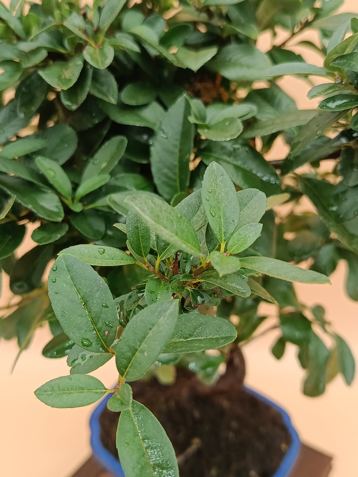 Pyracantha coccinea – 7 éves tűztövis bonsai