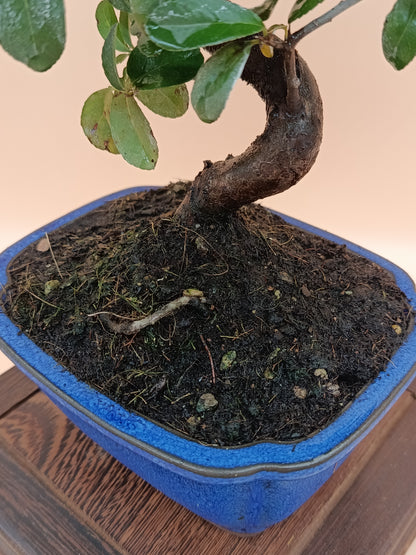 Pyracantha coccinea – 7 éves tűztövis bonsai