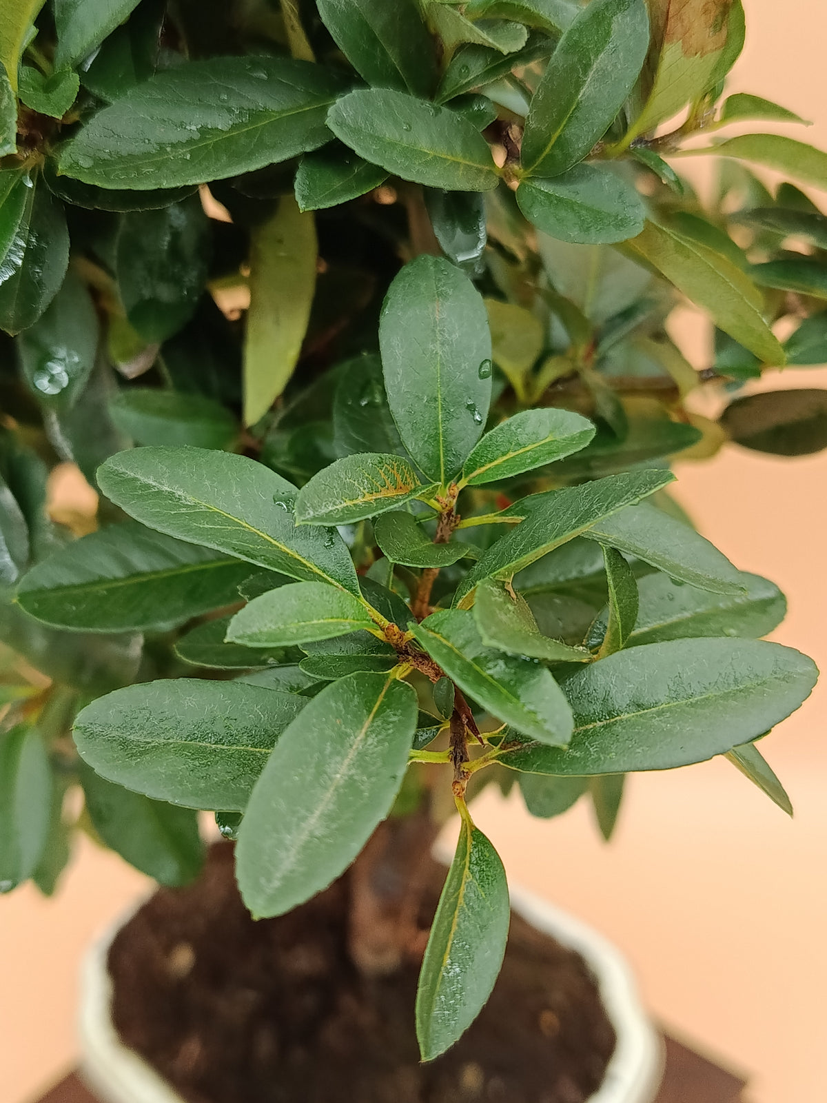 Pyracantha coccinea – 7 éves tűztövis bonsai