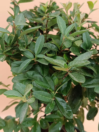 Pyracantha coccinea – 7 éves tűztövis bonsai