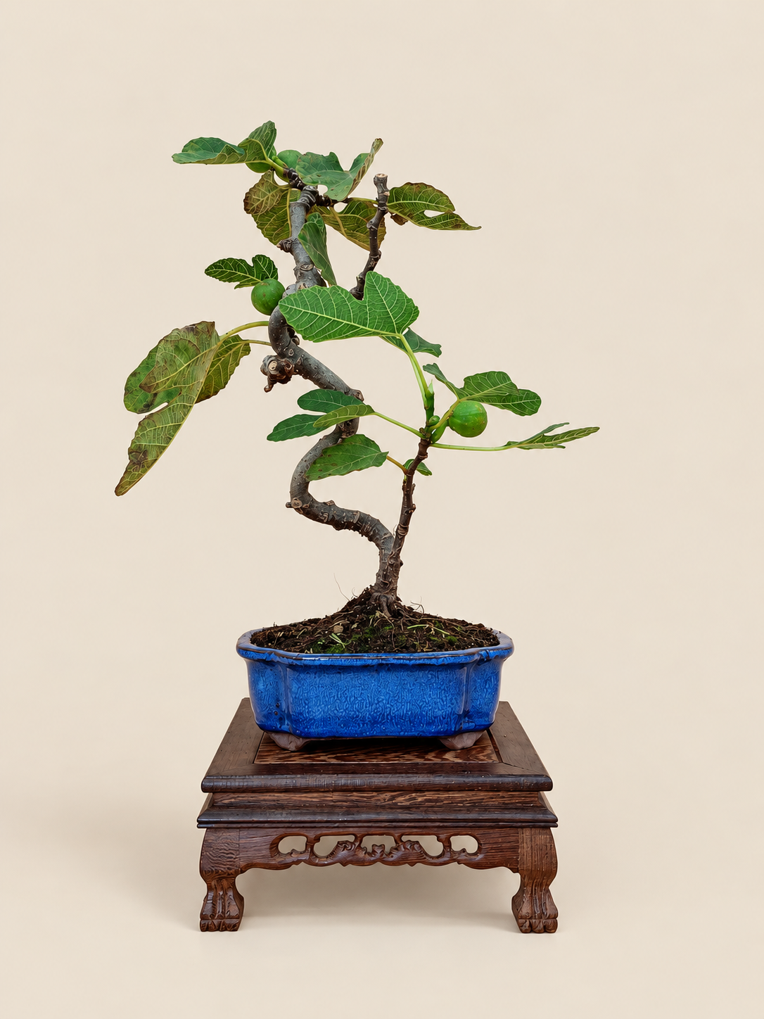 Ficus carica – 7 éves füge bonsai
