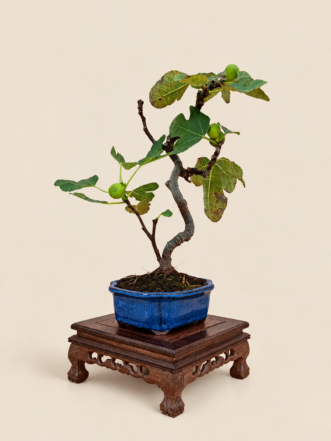 Ficus carica – 7 éves füge bonsai