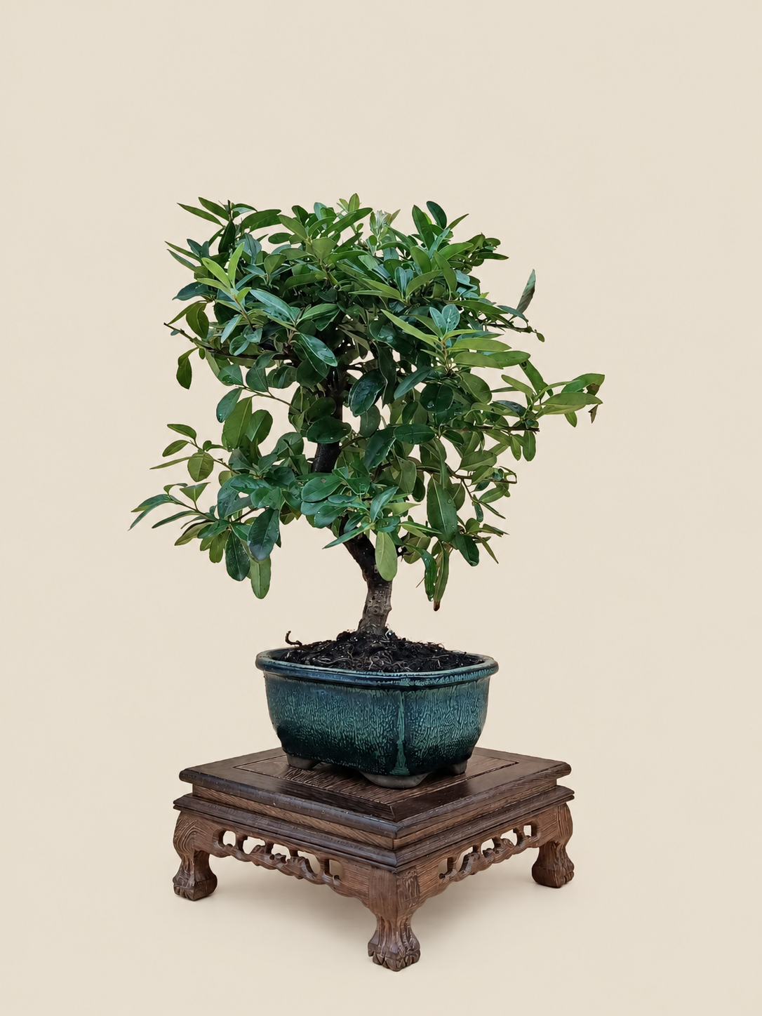 Pyracantha coccinea – 7 éves tűztövis bonsai