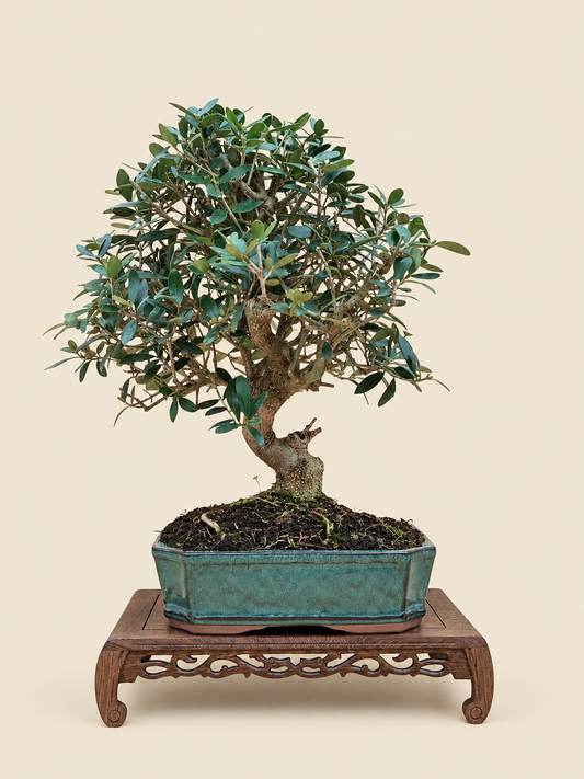 Olea europaea – 10 éves olajfa bonsai