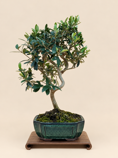 Olea europaea – 9 éves olajfa bonsai