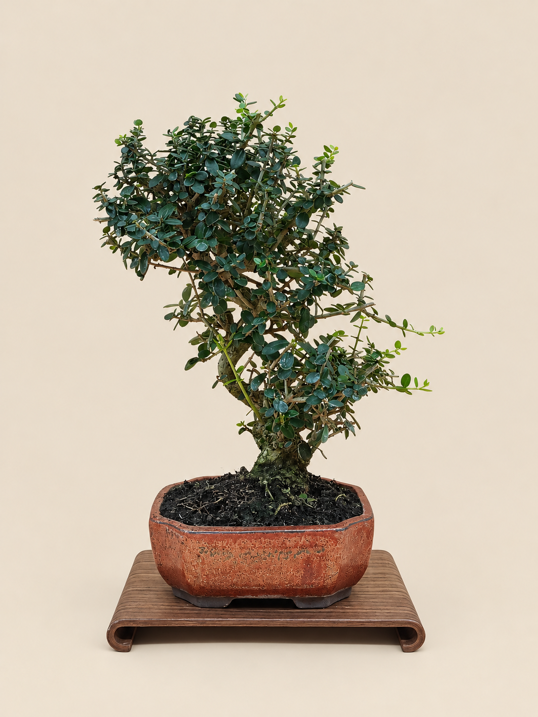 Olea europaea sylvestris – 9 éves vadolajfa bonsai
