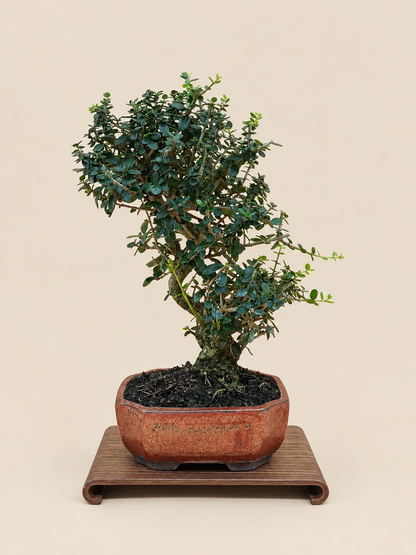 Olea europaea sylvestris – 9 éves vadolajfa bonsai
