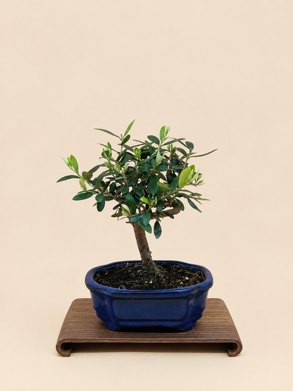 Olea europaea – 7 éves olajfa bonsai