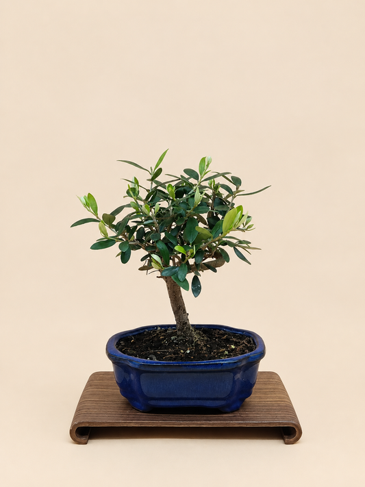 Olea europaea – 7 éves olajfa bonsai
