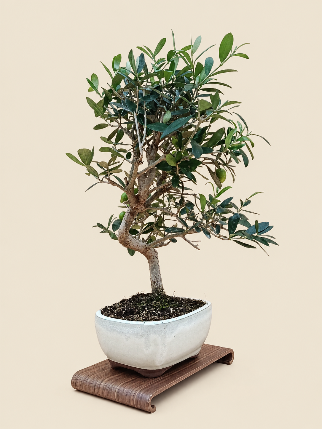 Olea europaea – 9 éves olajfa bonsai