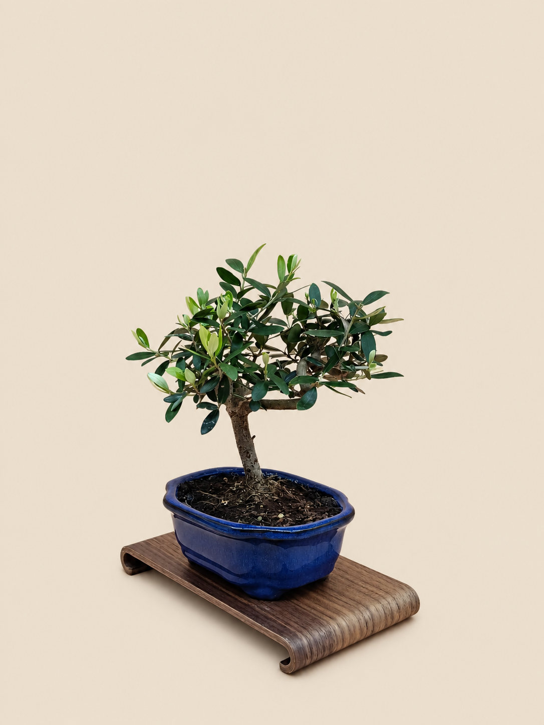 Olea europaea – 7 éves olajfa bonsai