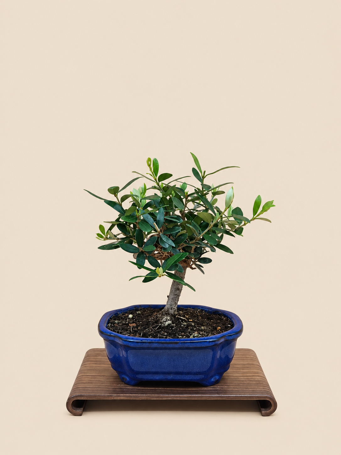 Olea europaea – 7 éves olajfa bonsai