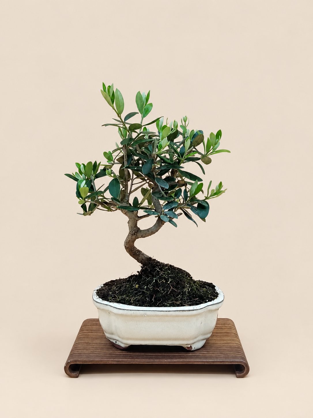 Olea europaea – 7 éves olajfa bonsai