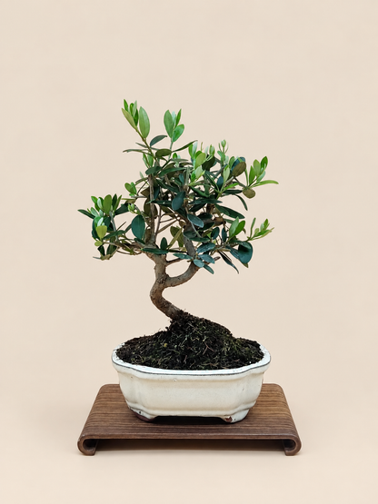 Olea europaea – 7 éves olajfa bonsai