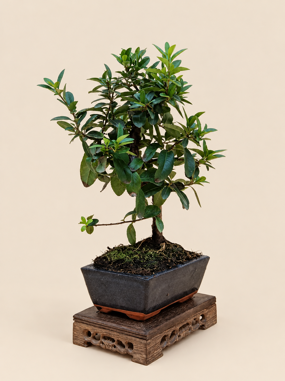 Pyracantha coccinea – 7 éves tűztövis bonsai