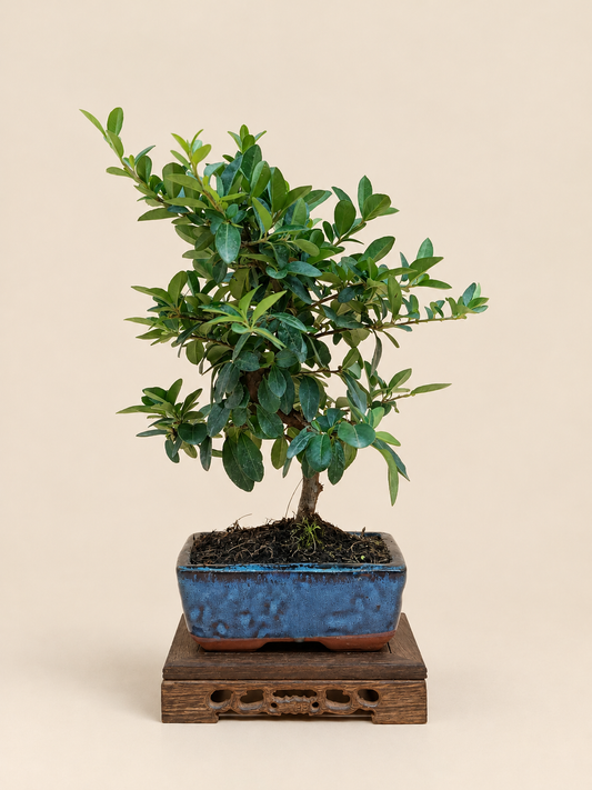 Pyracantha coccinea – 7 éves tűztövis bonsai