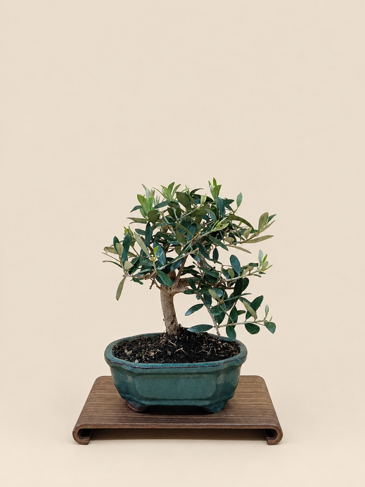 Olea europaea – 7 éves olajfa bonsai
