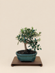 Olea europaea – 7 éves olajfa bonsai