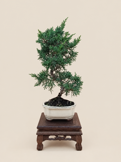 Juniperus chinensis 'Kyushu' - 7 éves fiatal kínai boróka bonsai