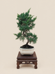 Juniperus chinensis 'Kyushu' - 7 éves fiatal kínai boróka bonsai