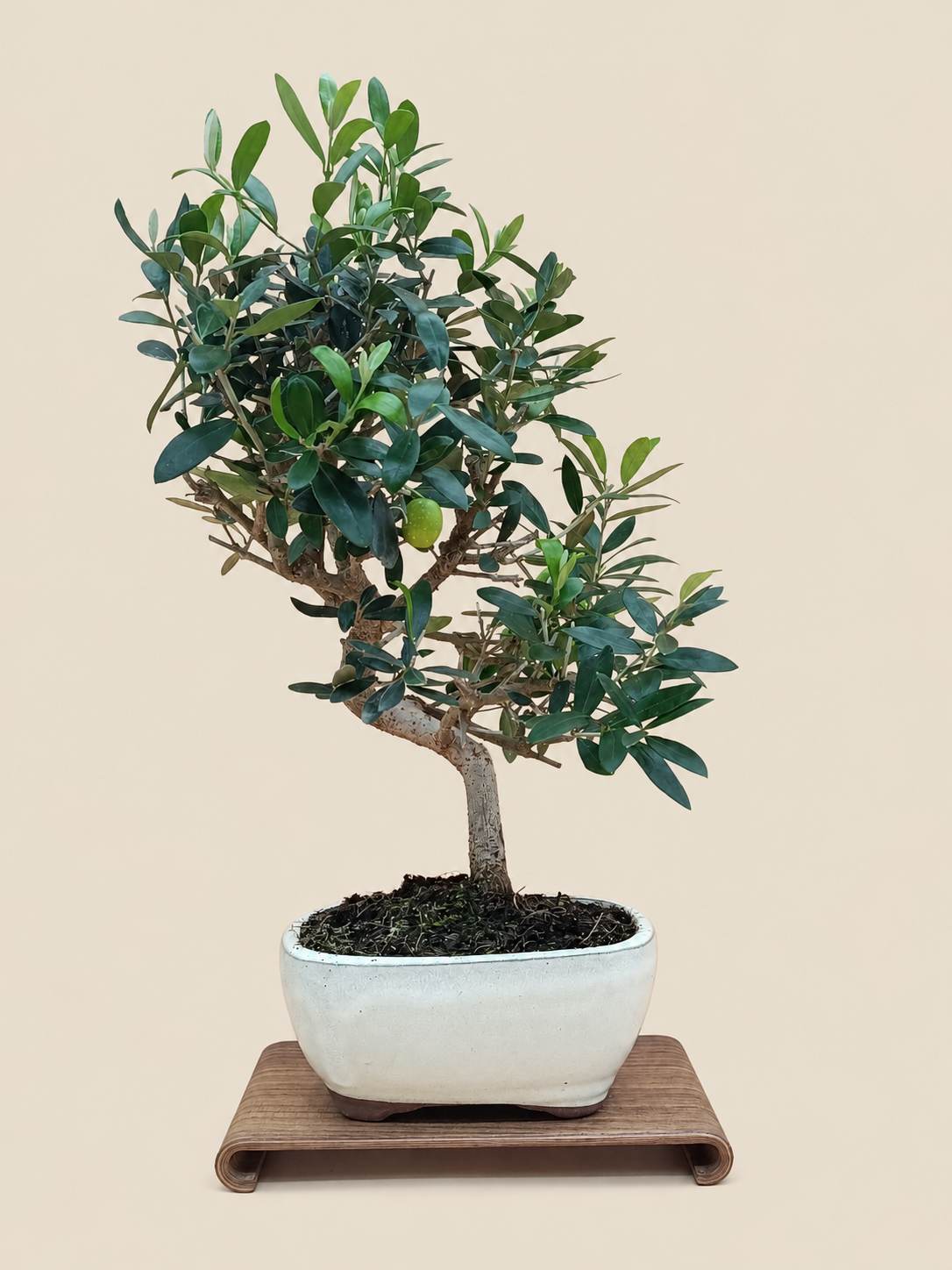 Olea europaea – 9 éves olajfa bonsai