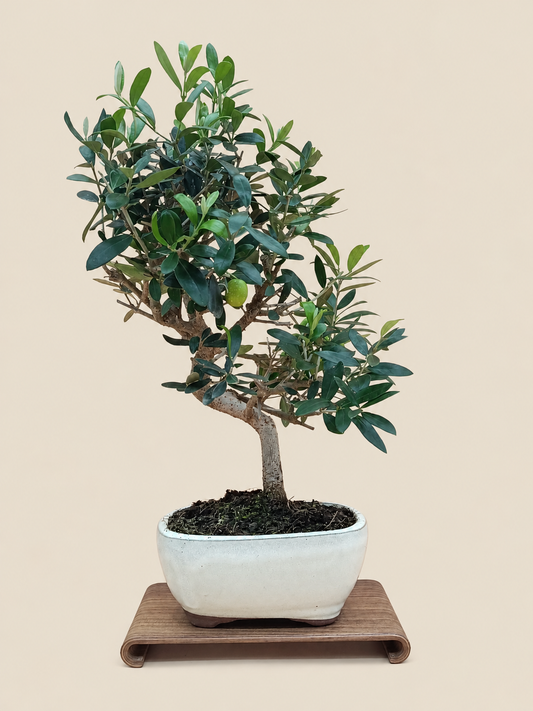 Olea europaea – 9 éves olajfa bonsai