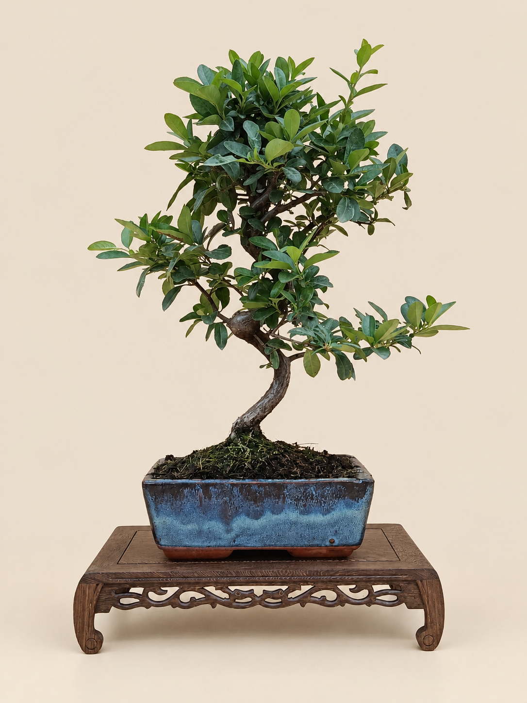 Pyracantha coccinea – 8 éves tűztövis bonsai