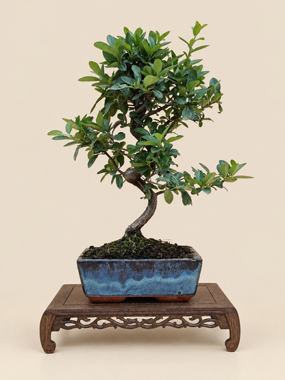 Pyracantha coccinea – 8 éves tűztövis bonsai