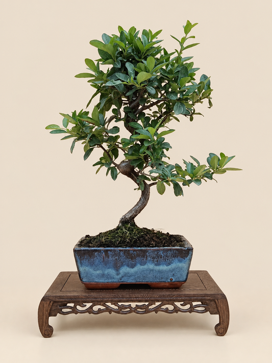 Pyracantha coccinea – 8 éves tűztövis bonsai