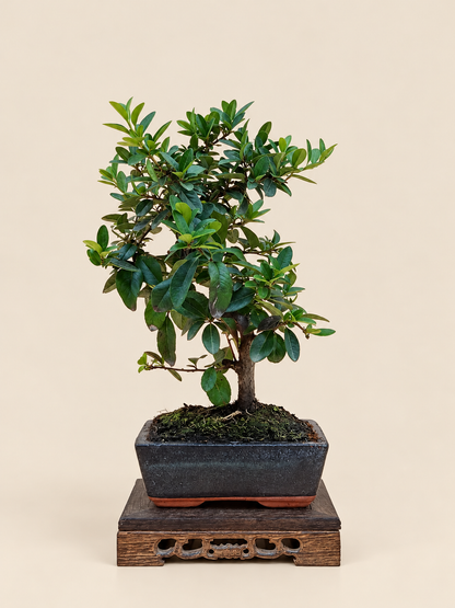 Pyracantha coccinea – 7 éves tűztövis bonsai